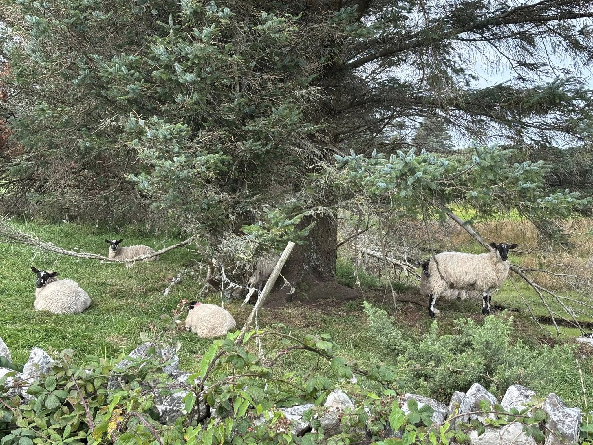 539158951_806302741728575_6978565694618988284_n