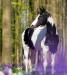 Horse_Ceasar_Ter_Linden-_3big